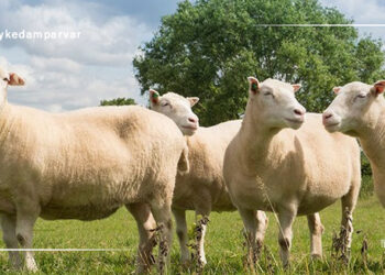 اصول تغذیه گوسفند پرواری و بهترین زمان برای پایان دوره پرواربندی