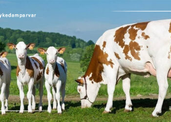 آمار رسمی جمعیت گاو آمیخته کشور در سال ۹۶