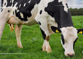 گاو هلشتاین