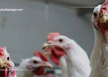 مرغ نژاد راس