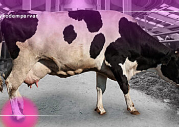 لنگش در گاو شیری