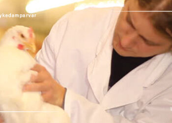 معرفی بیماری های طیور آنفلوانزای مرغی