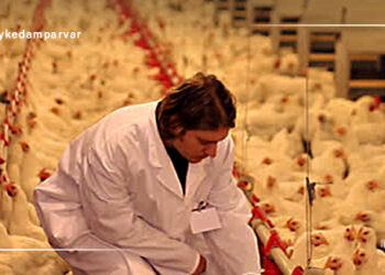 بیماری گامبورو