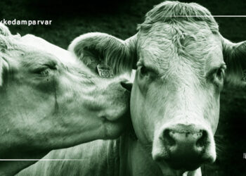 گاوها چگونه با یکدیگر ارتباط برقرار می کنند