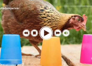 قدرت تشخیص رنگ و عادت پذیری در مرغ ها