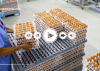 مراحل پرورش مدرن مرغ گوشتی