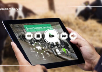 تکنولوژی تراشه الکترونیکی در خوراک دهی گاو