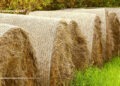 مسمومیت ناشی از نیترات در دامها، مقاله ای مفید برای بهبود تغذیه