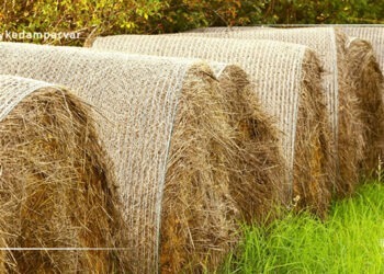 مسمومیت ناشی از نیترات در دامها، مقاله ای مفید برای بهبود تغذیه