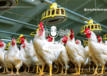 عوامل موثر بر دریافت خوراک طیور