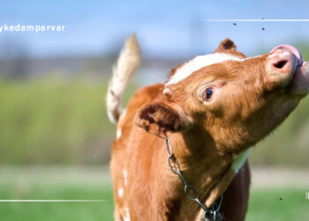 مقابله با مگس گاوداری