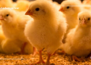 کیفیت بستر جوجه های گوشتی