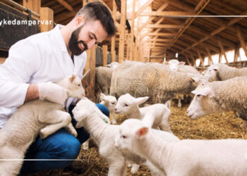 آماده سازی گوسفندان برای جفتگیری فصلی