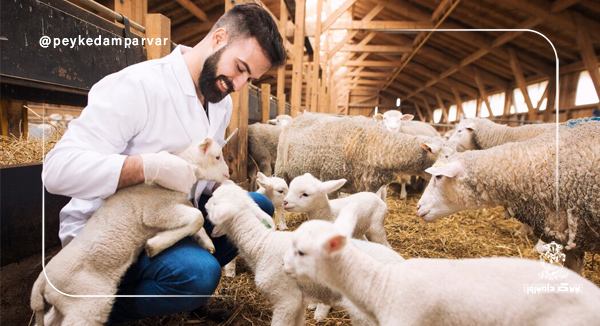 آماده سازی گوسفندان برای جفتگیری فصلی