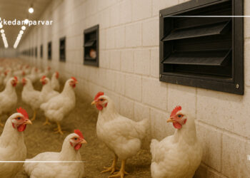 نکات کلیدی دریچه های تهویه مرغداری