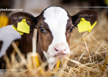 اصول سلامتی گوساله