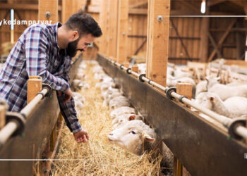 تغذیه میش ها