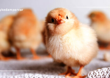 مدیریت تنش گرمایی در جوجه های گوشتی