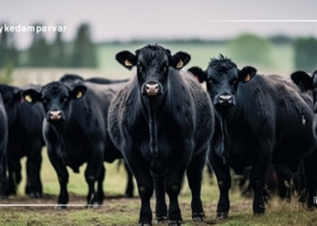 وضعیت بدنی در گاوهای گوشتی