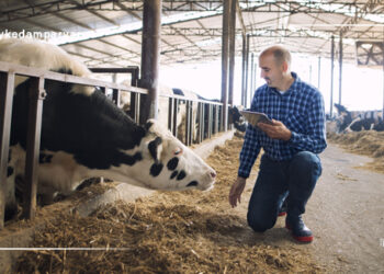 افزایش آسایش گاوها در جایگاه