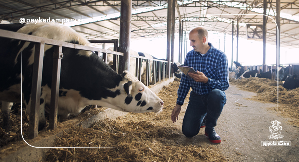 افزایش آسایش گاوها در جایگاه