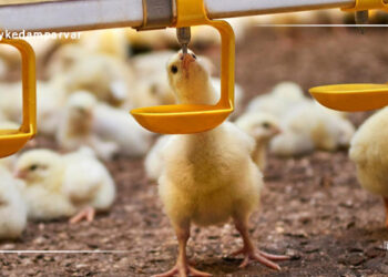 ارزیابی کیفیت آب در پرورش طیور