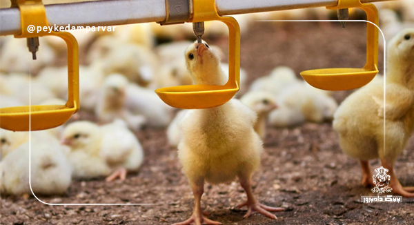 ارزیابی کیفیت آب در پرورش طیور