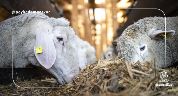 تغذیه میش ها در دوره آبستنی