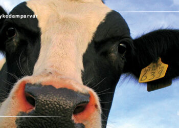 حقایق جالب درباره گاوها