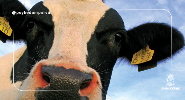 حقایق جالب درباره گاوها